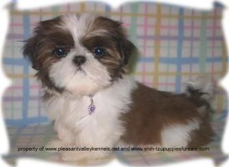 Shih Tzu Puppies for Sale